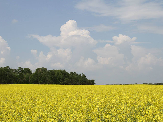 Canola conditions in Saskatchewan improved between late June and late July, thanks to additional moisture. However, Statistics Canada pegged the crop at 13.3 million metric tons Aug. 21, down 14.2% from last year&#039;s 15.555 mmt. (DTN photo by Elaine Shein)